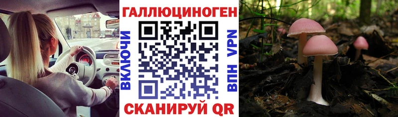 Псилоцибиновые грибы Cubensis  Малгобек 